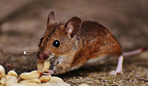 24 Hour & Emergency Exterminators in Lakewood, WI